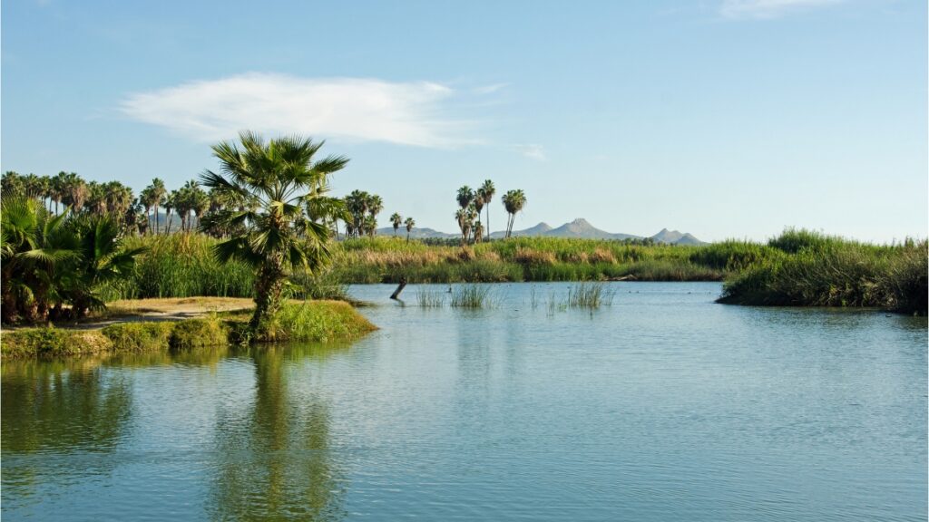 The San José del Cabo Habitat