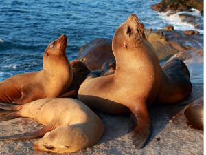 Cabo Sea Lion Colony