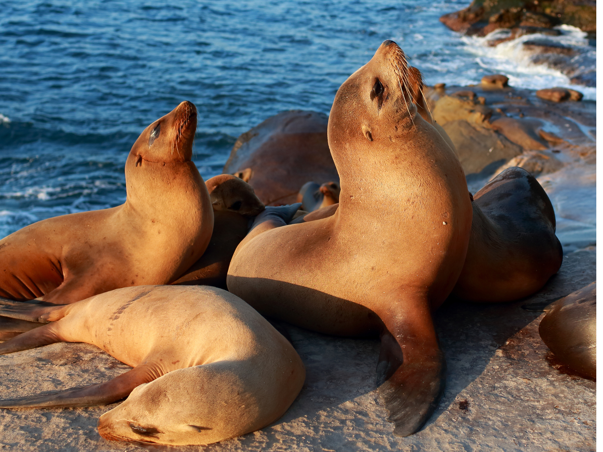 The Sea Lion Colony Cabo San Lucas