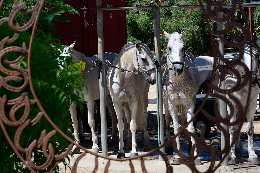 Cuadra San Francisco -horse shoe and horses at the background