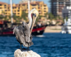 One day in Cabo San Lucas