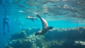 Is Snorkeling Good in Cabo San Lucas? | Snorkeling with Sealions