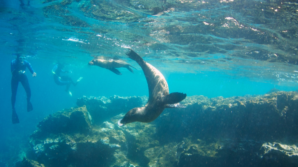 Is Snorkeling Good in Cabo San Lucas? A Guide to the Best Snorkeling Spots in Cabo