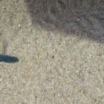 Sea Turtle Release in Cabo