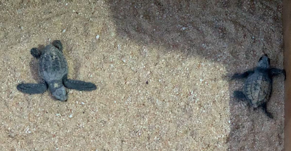 Sea Turtle Release in Cabo