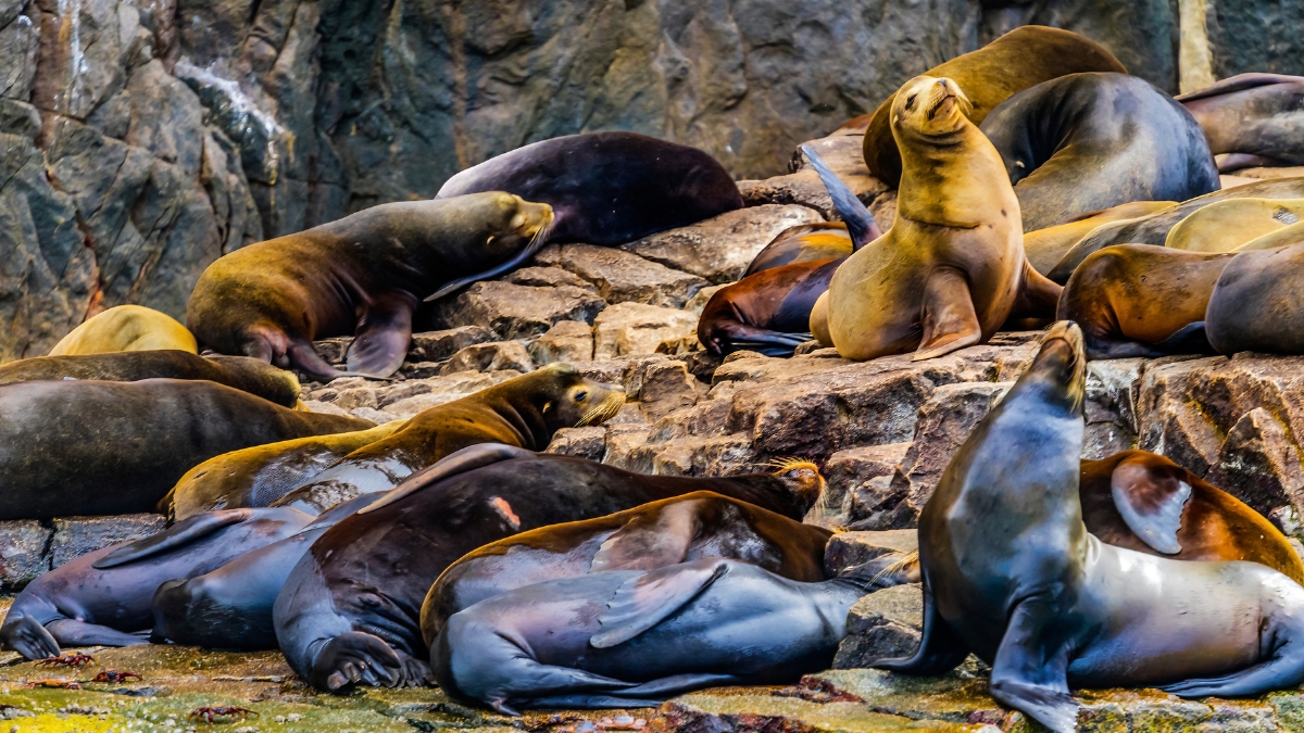 Cabo San Lucas Sea Lions