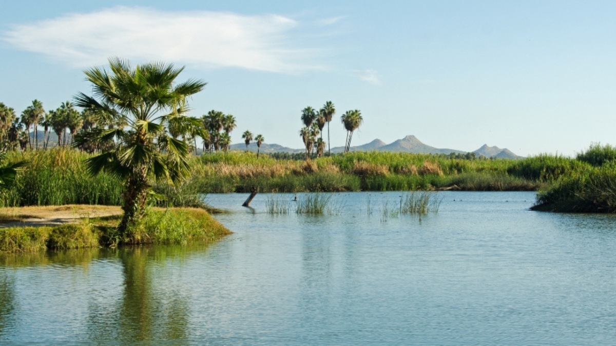 San José Estuary (Estero San José)