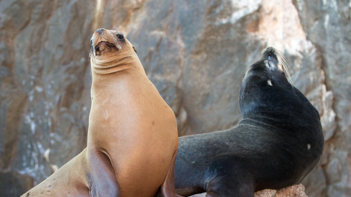 The Sea Lion Colony Behavior